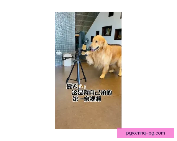 学会羽毛球，从这个视频开始